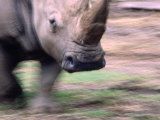 White Rhino (Ceratotherium Simum) at Western Plains Zoo, Dubbo, Australia