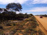 Native Flora by Outback Road at Mt. Magnet, Australia