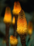 Red Hot Poker Plant from the Sanetti Plateau, Bale Mountains National Park, Oromia, Ethiopia