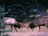 Male Elk (Cervus Elaphus) Fighting During the Rut, Jasper National Park, Alberta, Canada
