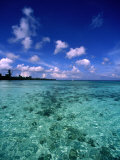 Buy Coral Reef at AllPosters.com