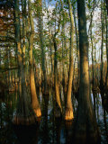 Horseshoe Lake Swamp at Dawn, USA