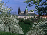 Prague Castle and Cherry Blossoms of Petrin Hill, Prague, Czech Republic