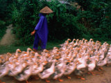 Farmer Herding a Flock of Ducks, Hue, Vietnam