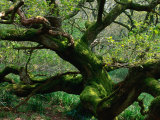 Gnarled English Oak (Quercus Robur), United Kingdom