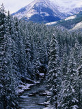 Winter Stream Near Cameron Lake, Waterton Lakes National Park, Alberta, Canada