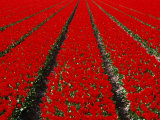 Red Tulip Field in Lisse, Amsterdam, North Holland, Netherlands