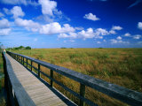 Walkway Through River of Grass, Sawgrass Slough, Pa-Hey-Okee Overlook, Everglades National Park