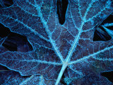 Frost on Maple Leaves in Fall Creek, Oregon, USA