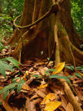 Buy Root Buttress in Jungle on the Osa Peninsula, Corcovado National Park, Puntarenas, Costa Rica at AllPosters.com