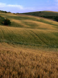 Rolling Hills of Tuscan Countryside, Italy