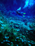 Buy Diver Underwater, Nelson, New Zealand at AllPosters.com
