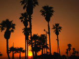 Buy Palm Trees on Venice Beach Silhouetted Against Sunset, Los Angeles, California, USA at AllPosters.com