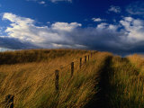 Buy Field of Wild Grass, Fife, Scotland at AllPosters.com