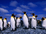 Buy King Penguins (Aptenodytes Patagonicus) on Beach at Sandy Bay, Macquarie Island, Antarctica at AllPosters.com