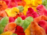 Colourful Chicks for Sale at Qingping Market, Guangzhou, China