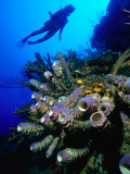 Buy Diver with Purple Tube Sponge off the Coast of Jamaica, Jamaica at AllPosters.com
