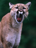 Cougar (Felis Concolor), USA