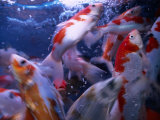 Fish for Sale on Tung Choi Street in Mong Kok Kowloon, Hong Kong