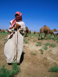 Buy Young Man Herding Camels, Iraq at AllPosters.com