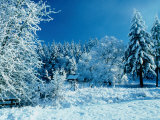 Fresh Snowfall in Rural Lane County, Oregon, USA
