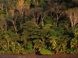 Buy Tropical Rainforest, Corcovado National Park, Puntarenas, Costa Rica at AllPosters.com