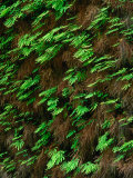 Fern Canyon, Redwood National Park, California, USA