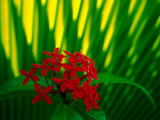 Red Bouvardia, Cook Islands