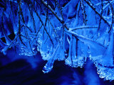 Icicles on Branches, Ireland