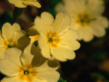 Buy Yellow Primrose (Primula Vulgaris), Glenveagh National Park, Ireland at AllPosters.com