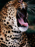 Yawning Leopard (Panthera Pardus), Kenya