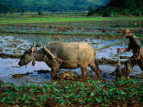 Planting Rice in Paddy with Ox, Sapa, Vietnam