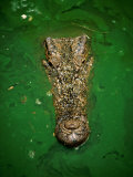 Buy Crocodile in Green Water, Malaysia at AllPosters.com
