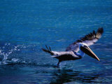 Brown Pelican (Pelecanus Occidentalis) Taking Flight, Ecuador