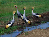 Four Grey Crowned-Cranes (Balearica Regulorum), Masai Mara National Reserve, Rift Valley, Kenya