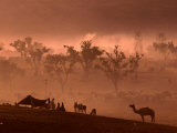 Camel and Camp at Camel Fair, Pushkar, Rajasthan, India