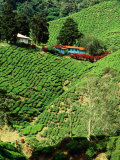 Boh's Sungais Palas Estate Tea Plantation, Cameron Highlands, Perak, Malaysia