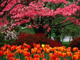 Spring Flowers on Capitol Hill, Washington Dc, USA