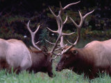 Elk (Cervus Alphus), Jasper National Park, Alberta, Canada