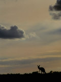 Red Kangaroo Silhouetted on Rise, Sturt National Park, New South Wales, Australia