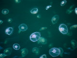 Moon Jelly or Saucer Jelly at Cross Sound, Glacier Bay National Park & Preserve, Alaska, USA