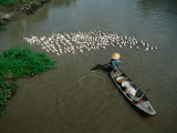 Buy Boatsperson Herding Flock of Ducks Away from Boat on Mekong Delta, Vietnam at AllPosters.com