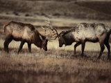 Sparring Bull Elk (Cervus Elaphus), Yellowstone National Park, Wyoming, USA