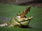 Nile Crocodile (Crocodylus Niloticus) at the Kachikaly Crocodile Pool, Bakau, Western, Gambia, The