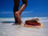 Buy Female Feet and Conch Shell on a Pink Sand Beach, Pink Sands Beach, Harbour Island, Bahamas at AllPosters.com