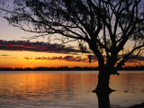 Tree Reflected in Lake Mournpoul at Sunrise, Hattah-Kulkyne National Park, Australia