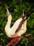 Buy Red-Footed Booby (Sula Sula) in the Mangroves on Lighthouse Reef, Belize at AllPosters.com