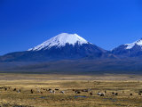 Buy Llama and Alpaca Herd in Sajarma Valley with Mt. Parincota Behind, Mt. Parincota, Oruro, Bolivia at AllPosters.com