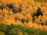 Buy Autumn Colors in the Aspen Forests of Castle Creek Canyon in the Snowmass Wilderness, Colorado at AllPosters.com