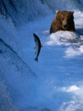 Brown Bear (Grizzly) Fishing at Waterfall, Alaska, USA